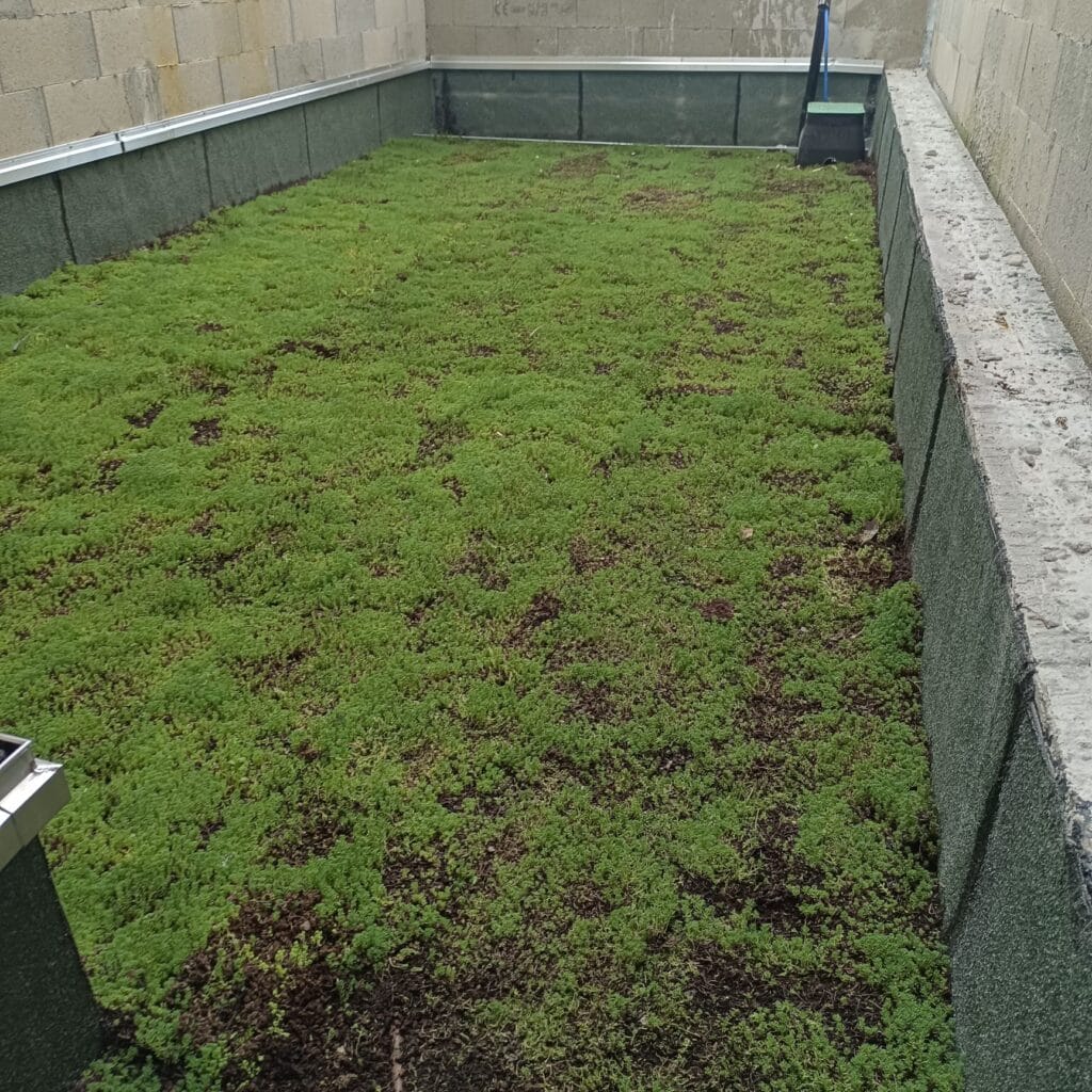 Toiture-terrasse végétalisée en sedum après plantation