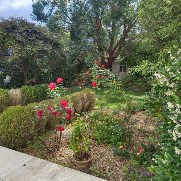 Jardin de ville arboré avec rosiers rouges et bordures d’arbustes taillés, vu depuis la terrasse en bois
