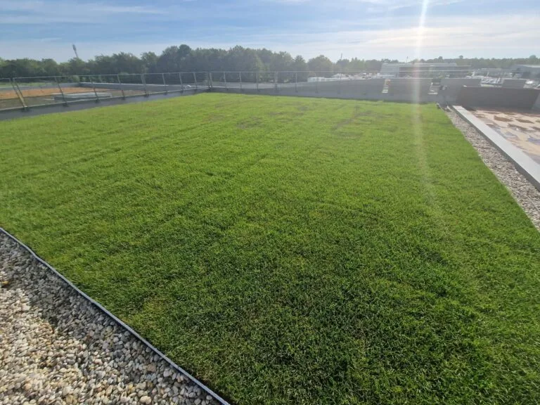 Tapis de sedum dense sur une toiture-terrasse, bordé de gravillons