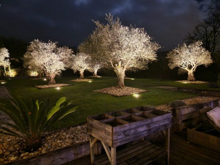 Oliviers mis en lumière par des spots encastrés au sol, de nuit