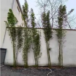 Plantation des bambous