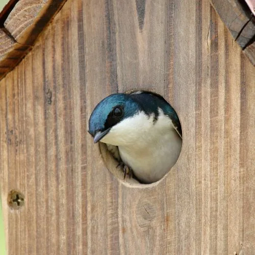 1 anti-moustique naturel redoutable : le nichoir à hirondelle