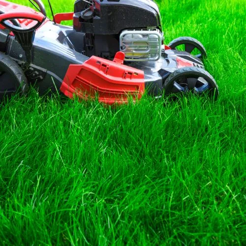 Optez pour une tonte écologique : Laissez votre gazon prendre un peu de hauteur