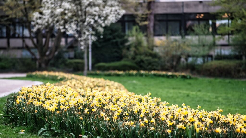 Massif de jonquilles en fleurs au bord d’une pelouse au printemps