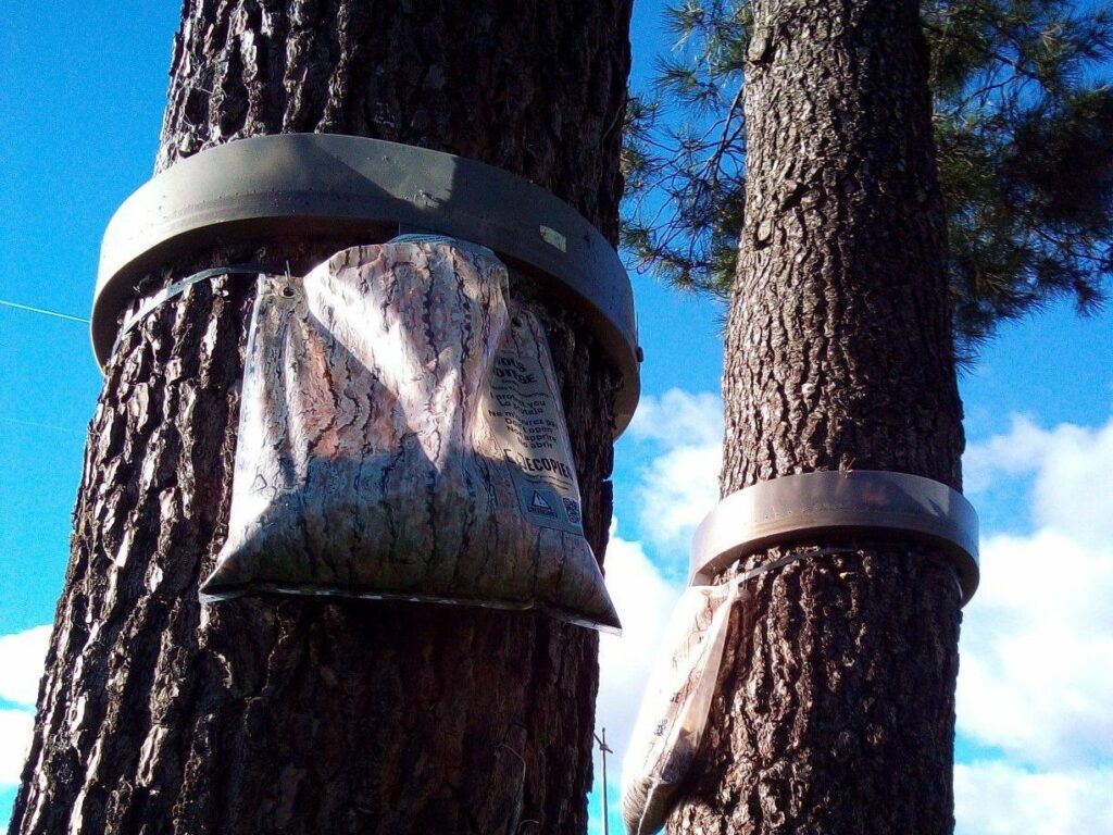 Écopièges posés sur des troncs de pins pour capturer les chenilles processionnaires, près de Bordeaux